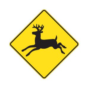 Présence possible de chevreuils